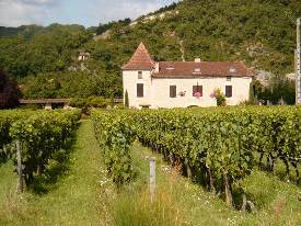 Chateau Vineyard